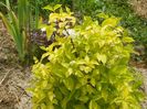 philadelphus Aureus