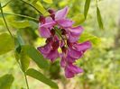 robinia Casque Rouge