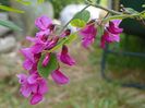 robinia Casque Rouge