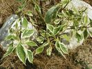 cornus controversa variegata