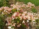 azalea Chanel