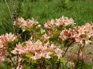 azalea Chanel