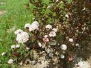 physocarpus Red Baron