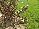 physocarpus Red Baron
