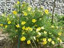 potentilla Goldfinger