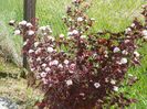 physocarpus Andre
