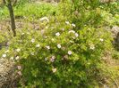 potentilla Lovely Pink