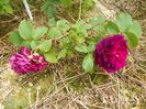Erinnerung an Brod