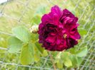 Erinnerung an Brod