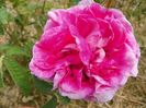 Marie Louise