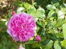 Harlow Carr