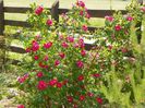Splendens