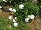 Festiva Maxima