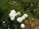 Boule de Neige