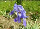 iris germanica
