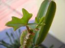 Cissus quadrangularis