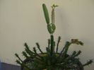 Euphorbia flanagani & Cissus quadrangularis & Crassula pyramidalis