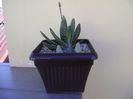 Gasteria little warty & Euphorbia mammillaris f. variegata