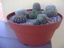 Grup de 6 cactusi