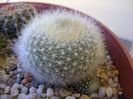 Brasilicactus graessneri (Parodia haselbergii ssp. graessneri)