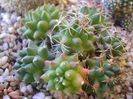 Mammillaria polythele cv. Stachellos & Mammillaria polythele ssp. obconella