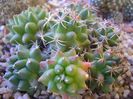 Mammillaria polythele cv. Stachellos & Mammillaria polythele ssp. obconella