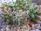 Mammillaria polythele cv. Stachellos & Mammillaria polythele ssp. obconella