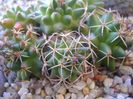 Mammillaria polythele cv. Stachellos & Mammillaria polythele ssp. obconella