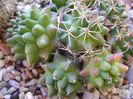 Mammillaria polythele cv. Stachellos & Mammillaria polythele ssp. obconella