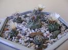 Grup de 6 Turbinicarpus