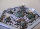 Grup de 6 Turbinicarpus