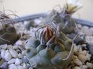 Turbinicarpus schwarzii v. rubriflorus