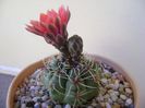 Gymnocalycium baldianum