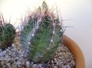 Thelocactus bicolor ssp. pottsii