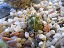 Cumulopuntia rossiana