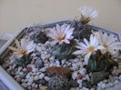 Grup de 6 Turbinicarpus