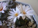 Turbinicarpus pachystele