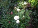 IMGP0769