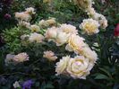 IMGP0772