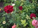 IMGP0811