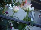 IMGP0830