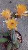 Echinopsis chamaecereus silvestrii culoare galbena