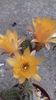 Echinopsis chamaecereus silvestrii culoare galbena