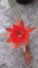 Echinopsis chamaecereus silvestrii culoare portocalie