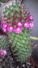 Mammillaria backebergiana
