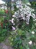 Deutzia