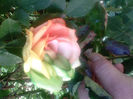 Trandafir curcubeu