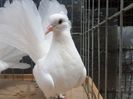 SAM_4039