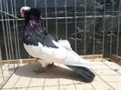 SAM_4065