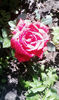 Trandafir rosu vargat